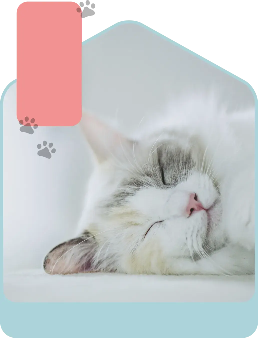 眠る猫